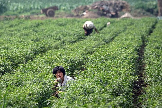 North Korea Acknowledges Agricultural Failures in Rare Admission