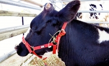 Vic dairy farmers divided on whether to sell