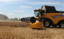 Hybrid rye: a practical alternative as wheat margins tighten