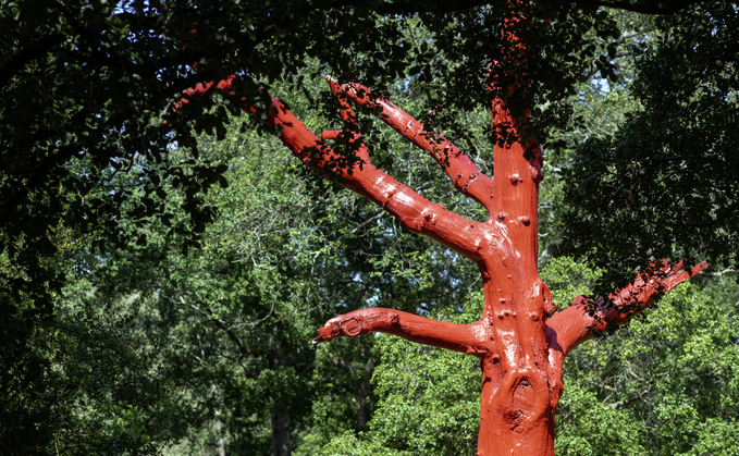 Credit: Kew Gardens 