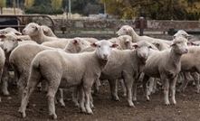 New sheep welfare standards endorsed