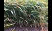 Oat growers are encouraged to keep an eye out for red leather leaf disease.
