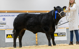 Sales round up: YF calves at Thainstone, dog sale at Skipton, spring lamb shows and sale