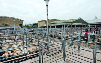 Norwich Council backs plans to relocate livestock market