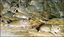  Growing concerns of mouse numbers in Western Australia.