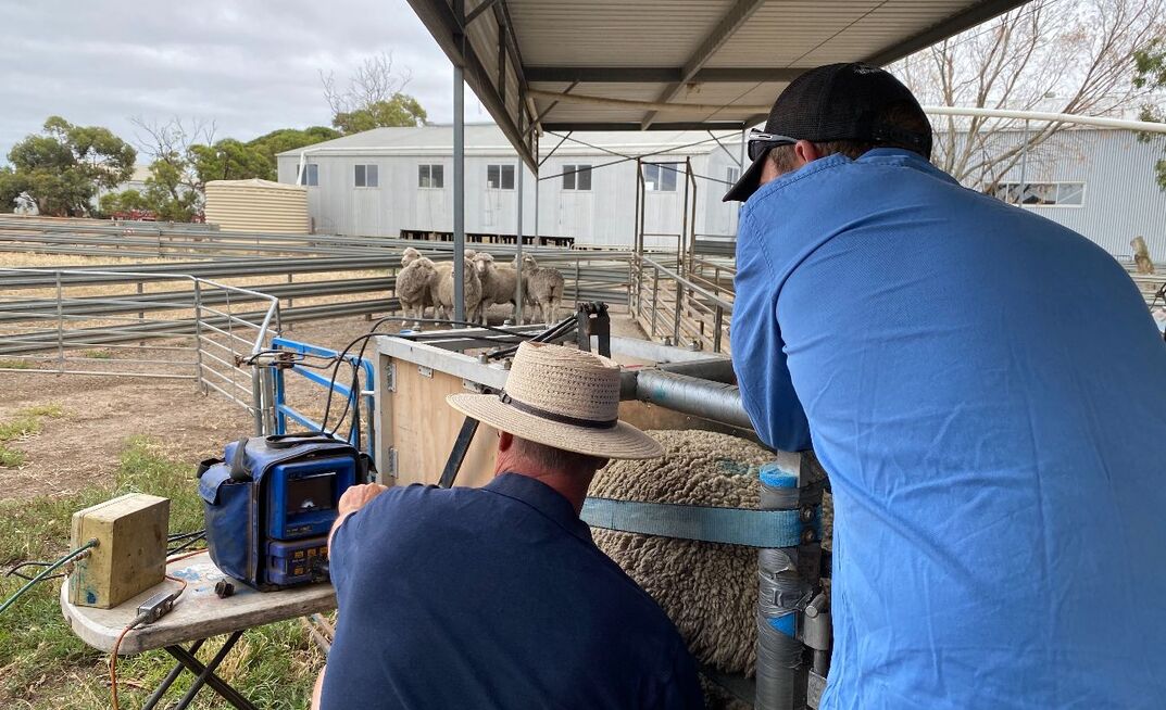 A recently published paper has looked into the profitability of pregnancy scanning sheep for litter size, under a multitude of scenarios.