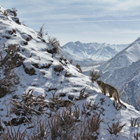 CHINA-GANSU-SNOW LEOPARD-IMAGES (CN)