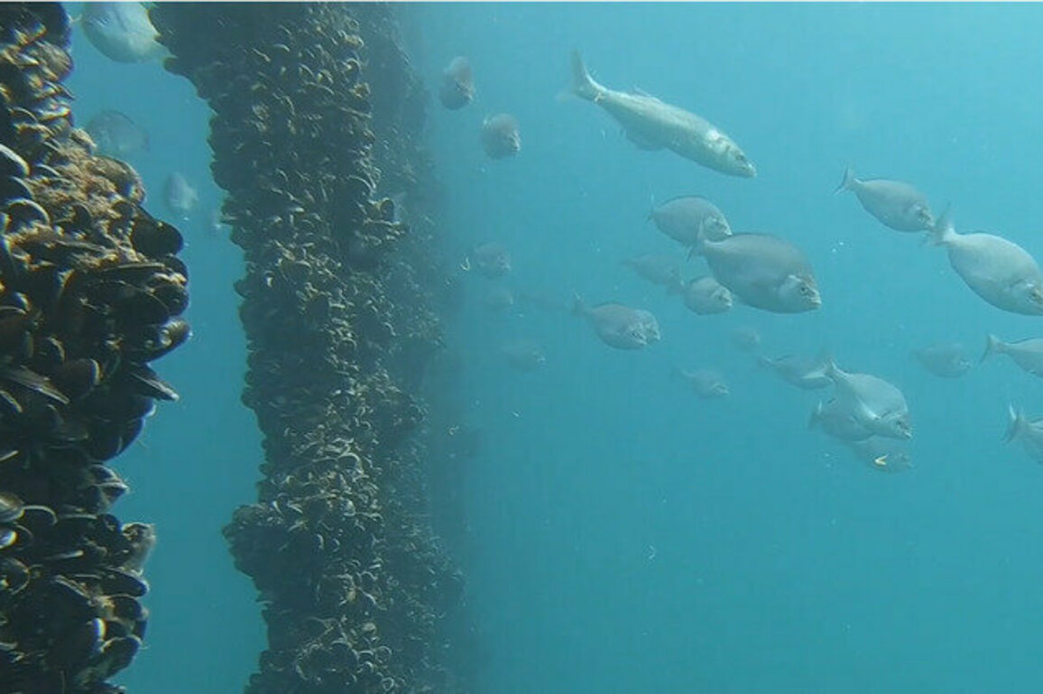 Mussel power: how an offshore shellfish farm is boosting marine life