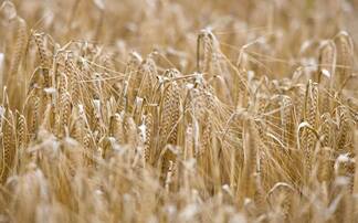 Malt manufacturer sets out sustainability goals