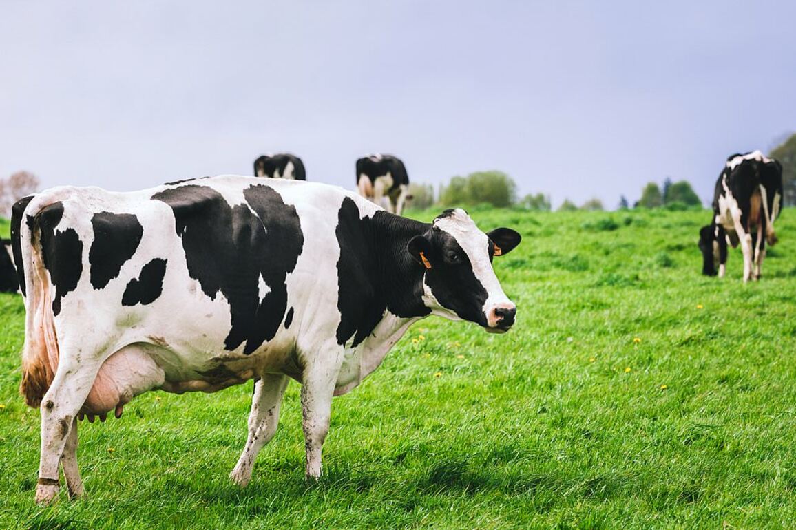 Man dies trying to 'rape a cow' in field where his body was found by farmers