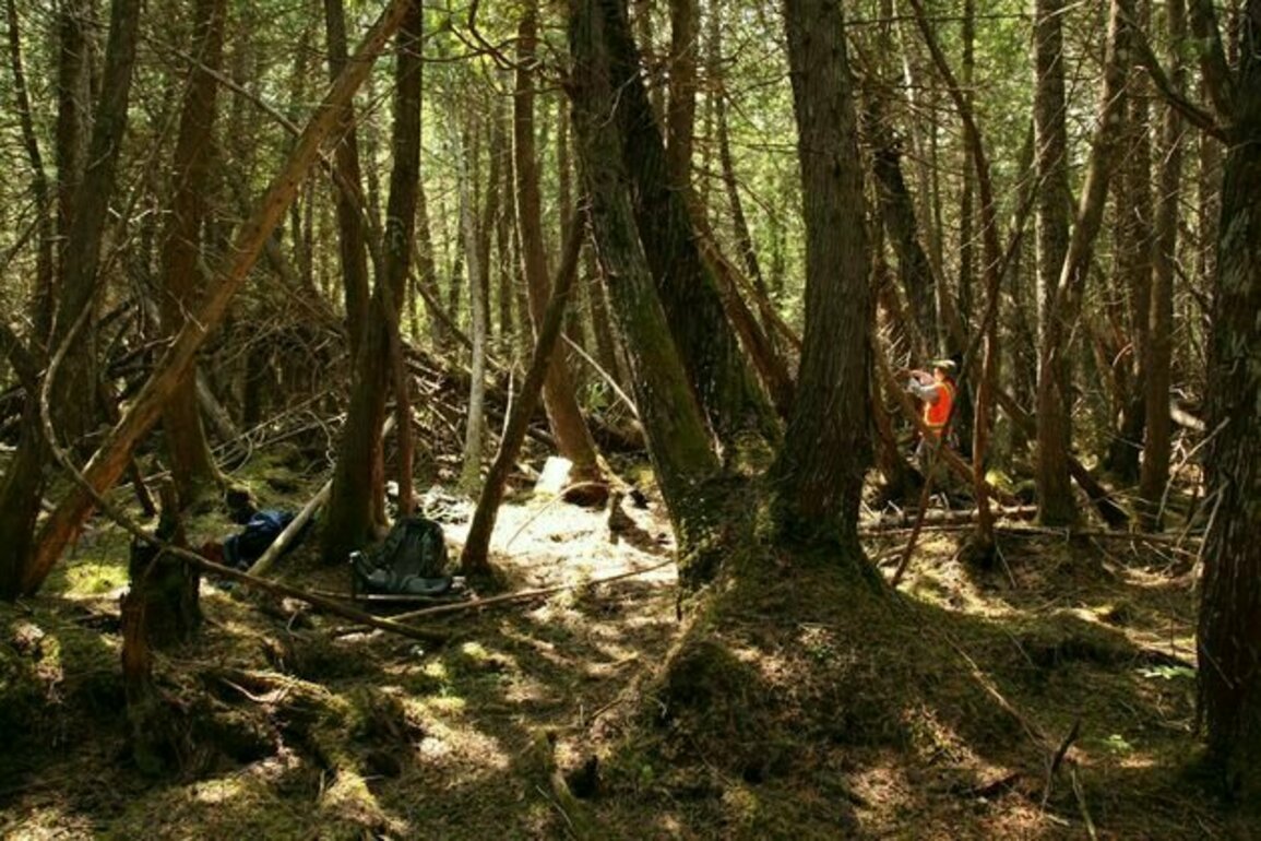 Old growth forests in eastern Canada show that the climate started changing almost 100 years ago
