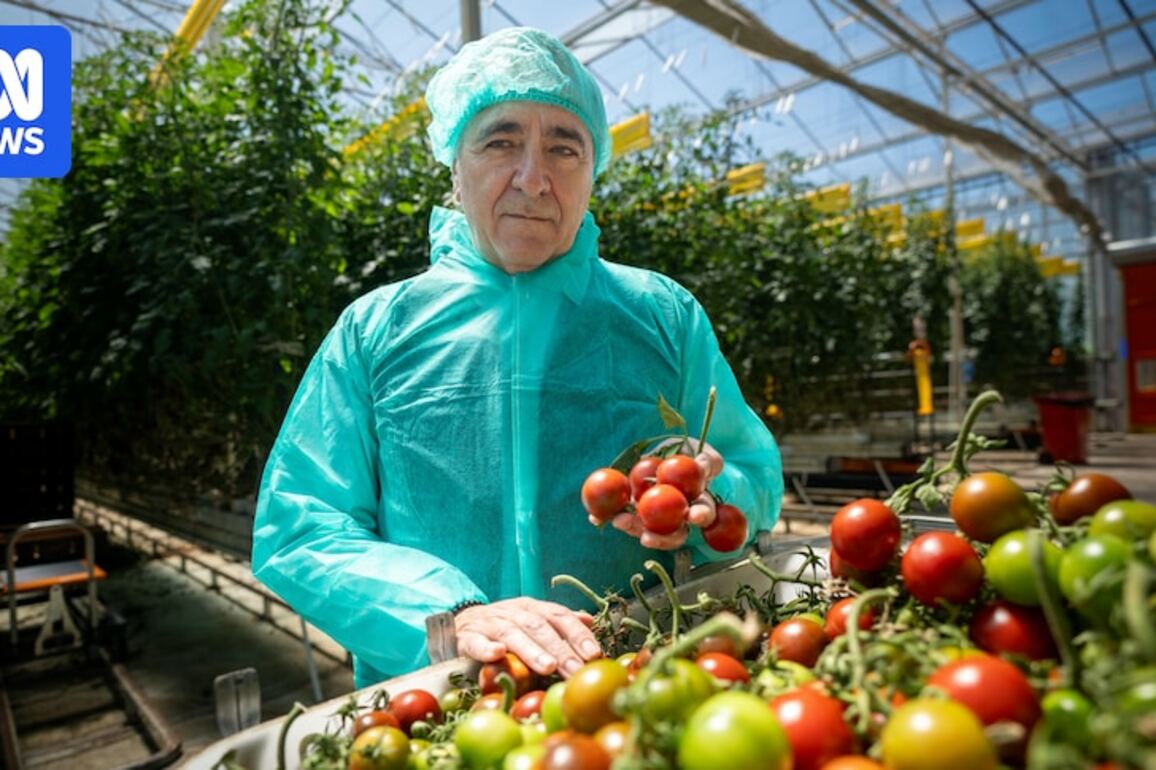 Tomato virus pivot shifts strategy, giving hope to growers