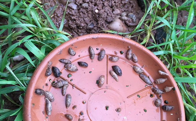 'I was sick of relying on one active': Why growers are looking beyond blanket slug control