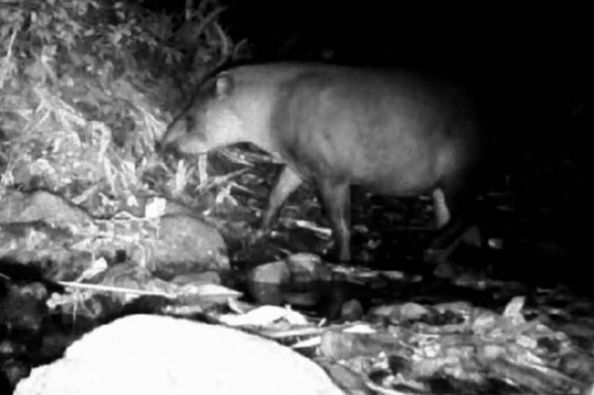 Extremely rare animal once believed to be extinct in area caught on camera