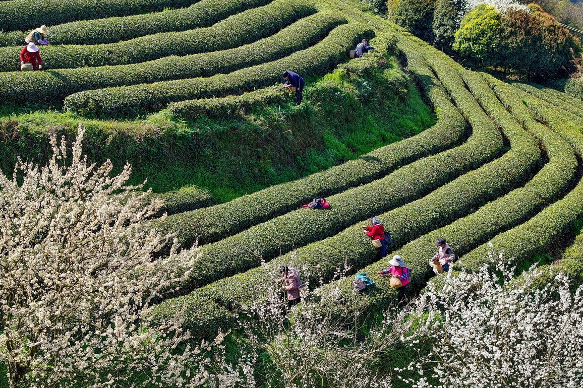 #CHINA-TEA-HARVEST-SPRING (CN)