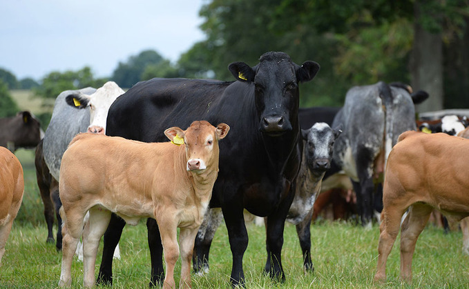 Focus on four main minerals for optimum animal health