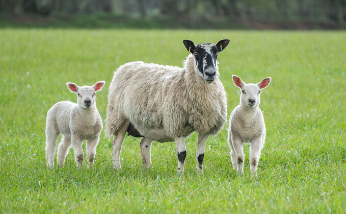 Bluetongue cases in Wales climb past 100