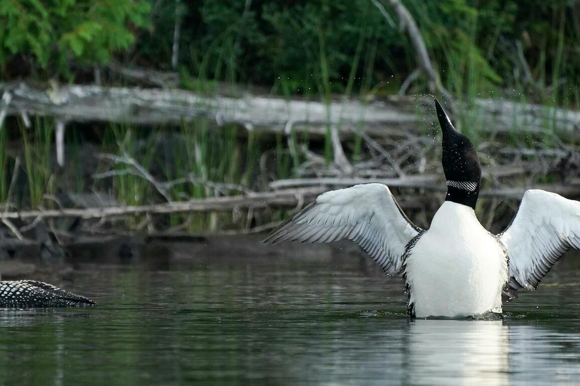 Burcum- A worthy political legacy- permanent Boundary Waters protections