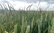 Crop It Like It's Hot: Expert tips to boost grass-weed control