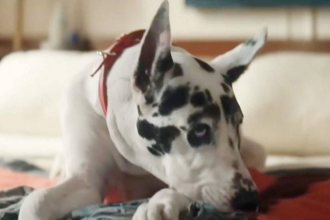 Movie Review- A Great Dane pulls your heartstrings in 'The Friend'
