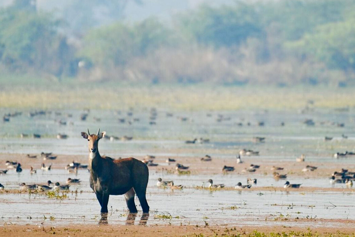 PM Modi congratulates locals as Patna Bird Sanctuary, Chhari-Dhand become Ramsar Sites