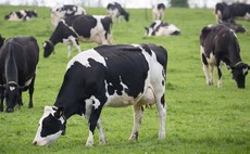 Fall in global milk production needed to 'turn around prices'