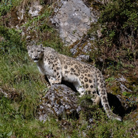 Chinese scientists propose human-wildlife conflict resolution strategy