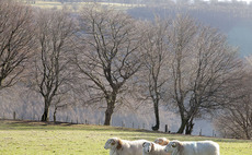 'It is time to take action': CLA launches campaign to defend family farms following Chancellor's 'deeply damaging' Budget