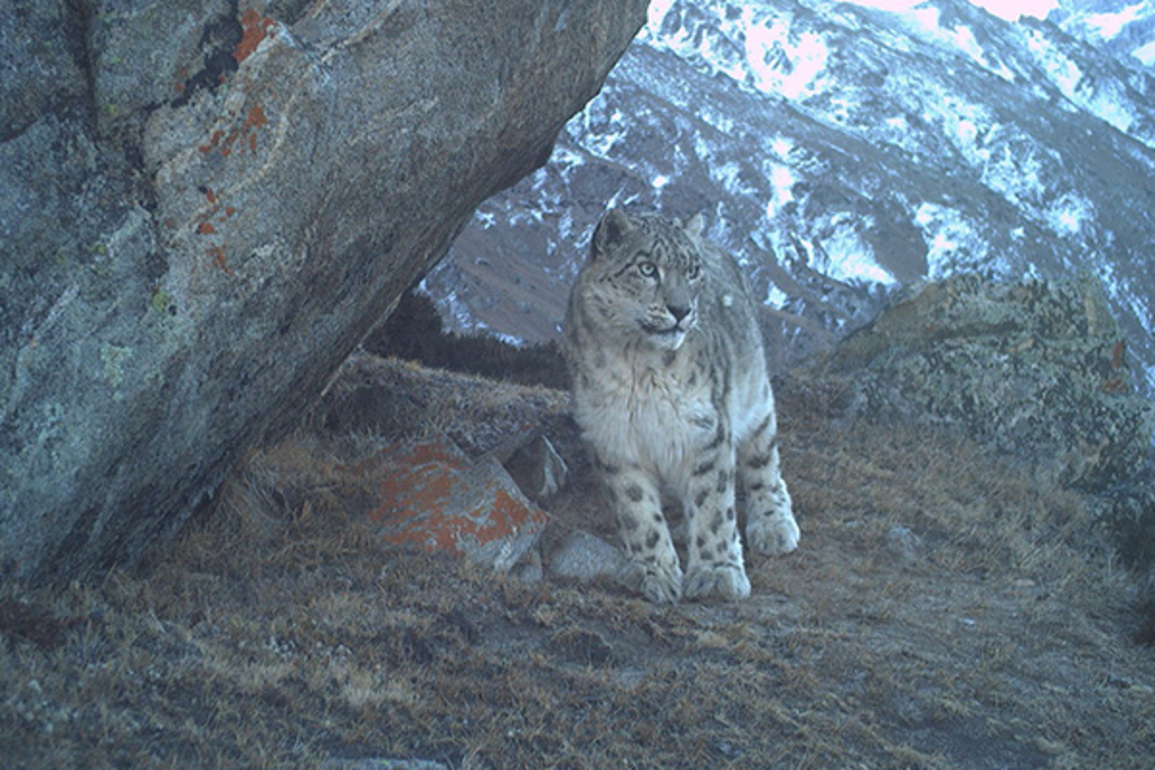 Snow Leopard: 'Ghost of Himalayas' are found year-round in J-K; Report offers new hope for high-altitude biodiversity