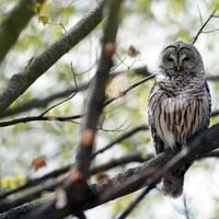Brown- Smart forestry saves birds  and people, too