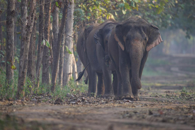 'Vantara-Sanctuary Stories' docuseries captures "million stories of hope" of nimals