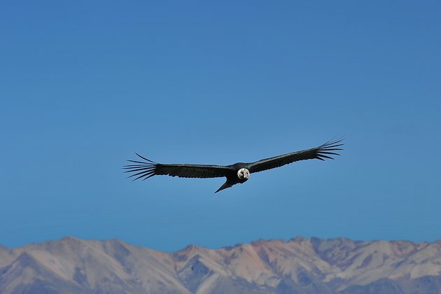 We tagged Andean condors to find out how huge birds fly without flapping