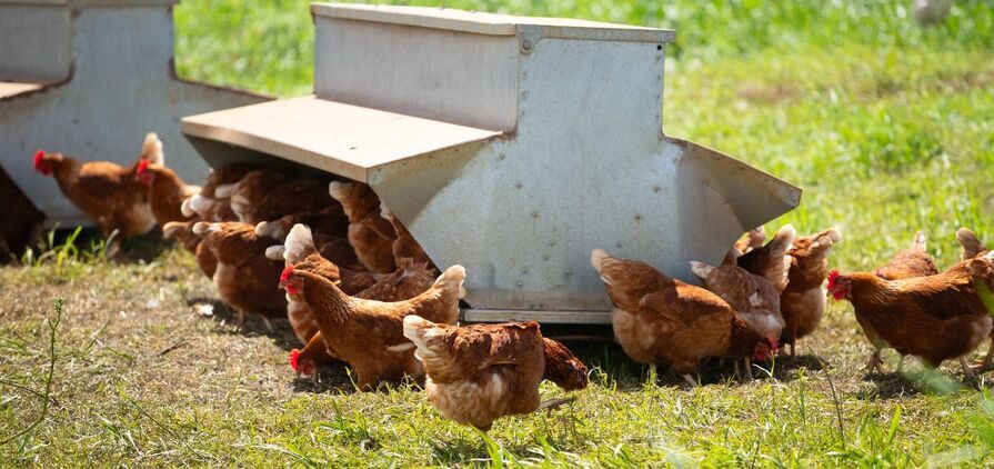 H5 bird flu has been detected in Australia. 