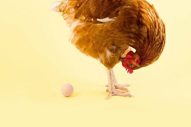 Curious Kids: what came first, the chicken or the egg?