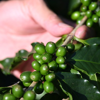 CHINA-GUANGDONG-JIANGMEN-COFFEE INDUSTRY (CN)