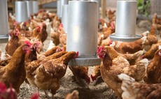 Avian influenza prevention zone declared across Great Britain