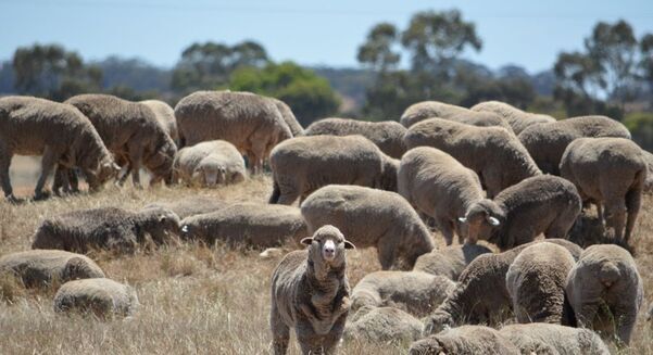 A coordinated effort is required to grow the WA sheep industry. 