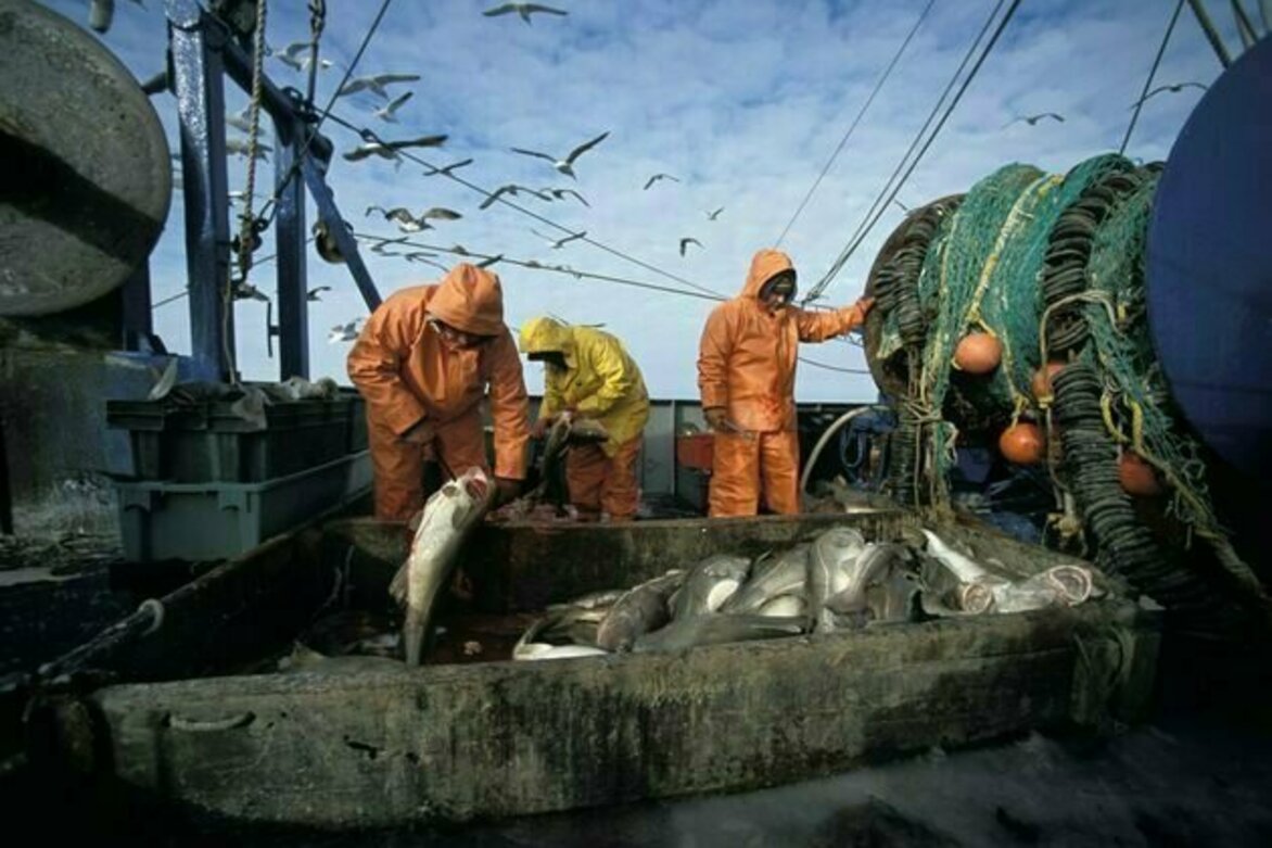 The 'sustainable' cod in your shopping basket may be no such thing - new study reveals mislabelling