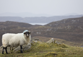 First bluetongue case found in South-West Scotland 