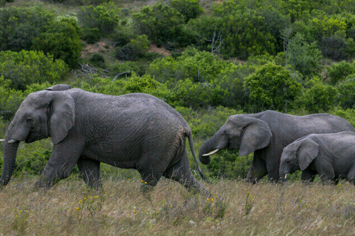 South Africa moves dozens of elephants in conservation milestone