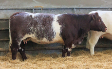 Phenomenal trade for Stanford Park Beef Shorthorns at on-farm sale in Oxfordshire