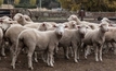 Merino lambs to the slaughter