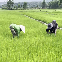 Lost harvests of Manipur's conflict zones