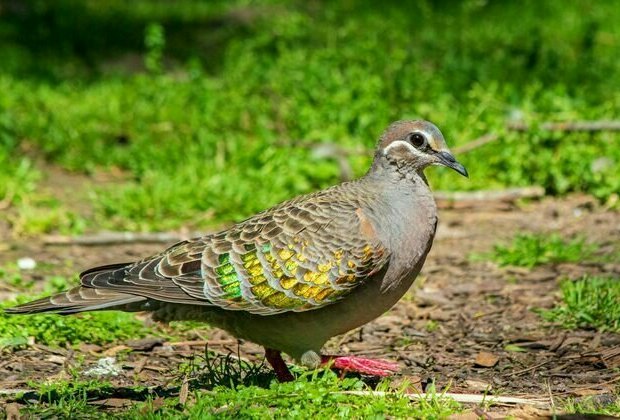 Shrinking wings, bigger beaks: birds are reshaping themselves in a warming world