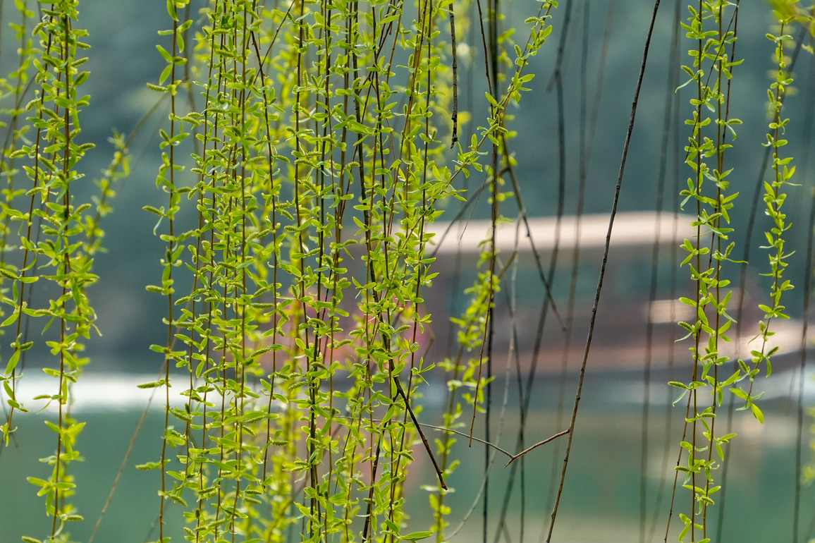 CHINA-SHANDONG-JINAN-DAMING LAKE-SCENERY (CN)