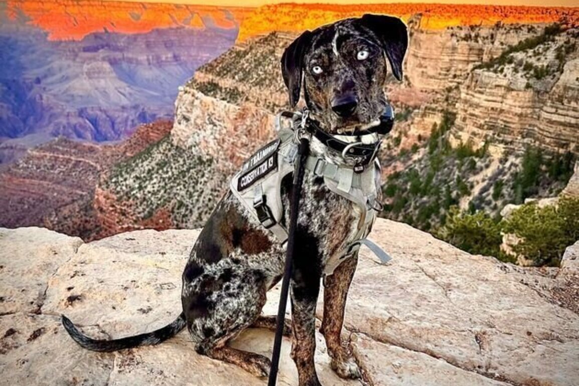 Arizona dog distances humans from Grand Canyon elk   