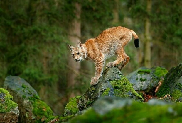 Lynx in Scotland: why illegal attempts to reintroduce lost species are surprisingly common