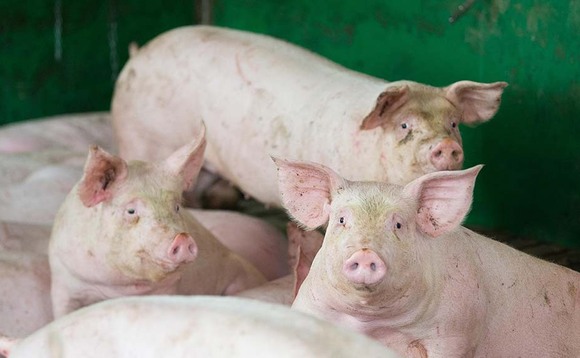 Pig prices continue to drop