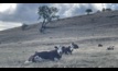  Cattle Australia has committed to a new international reporting standard for beef production. Photo: Mark Saunders.