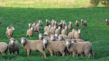 The Green Sheep Project was announced in late September and is set to formally kick off earlier next year. 